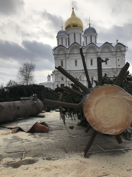 НЭК подарит кремелевской ели вторую жизнь