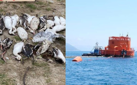 ЧП в Новороссийске: Черное море могли загрязнить из-за конфликтов в нефтяном консорциуме КТК-Р