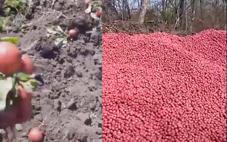 Кубанские фермеры уничтожают урожай из-за пандемии