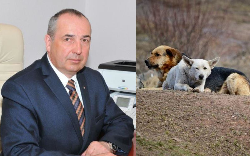 Мэр Магадана Юрий Гришан предложил «эффективный» способ борьбы с бродячими собаками