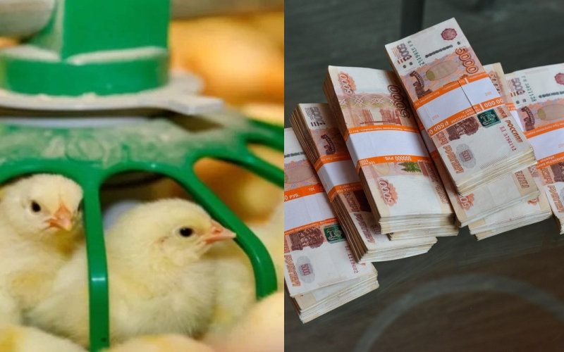 Правительство Нижегородской области готово увеличить субсидии ради инвестпроекта «Русского поля» Вячеслава Романова