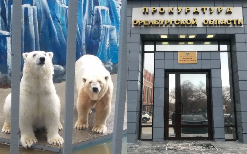 Оренбургская прокуратура подтвердила нарушения в содержании белых медведей в цирке