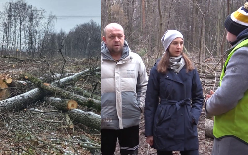 «Экорейд»: в Ленинском городском округе продолжается незаконная вырубка деревьев в Бутовском лесу