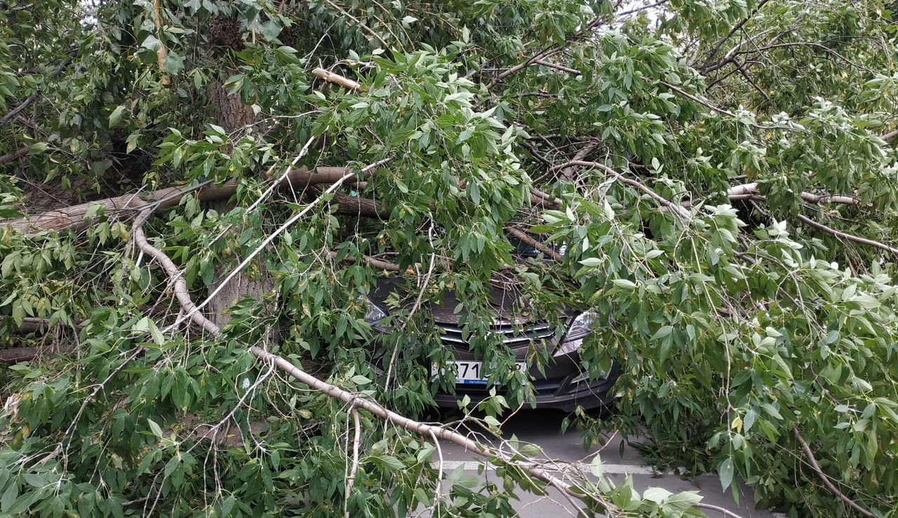 Во Владимире чиновники оплатят горожанину ремонт автомобиля, на которое упало дерево