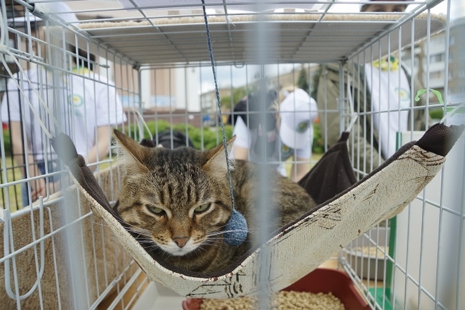 Челябинским судом была освобождена из под ареста кошка