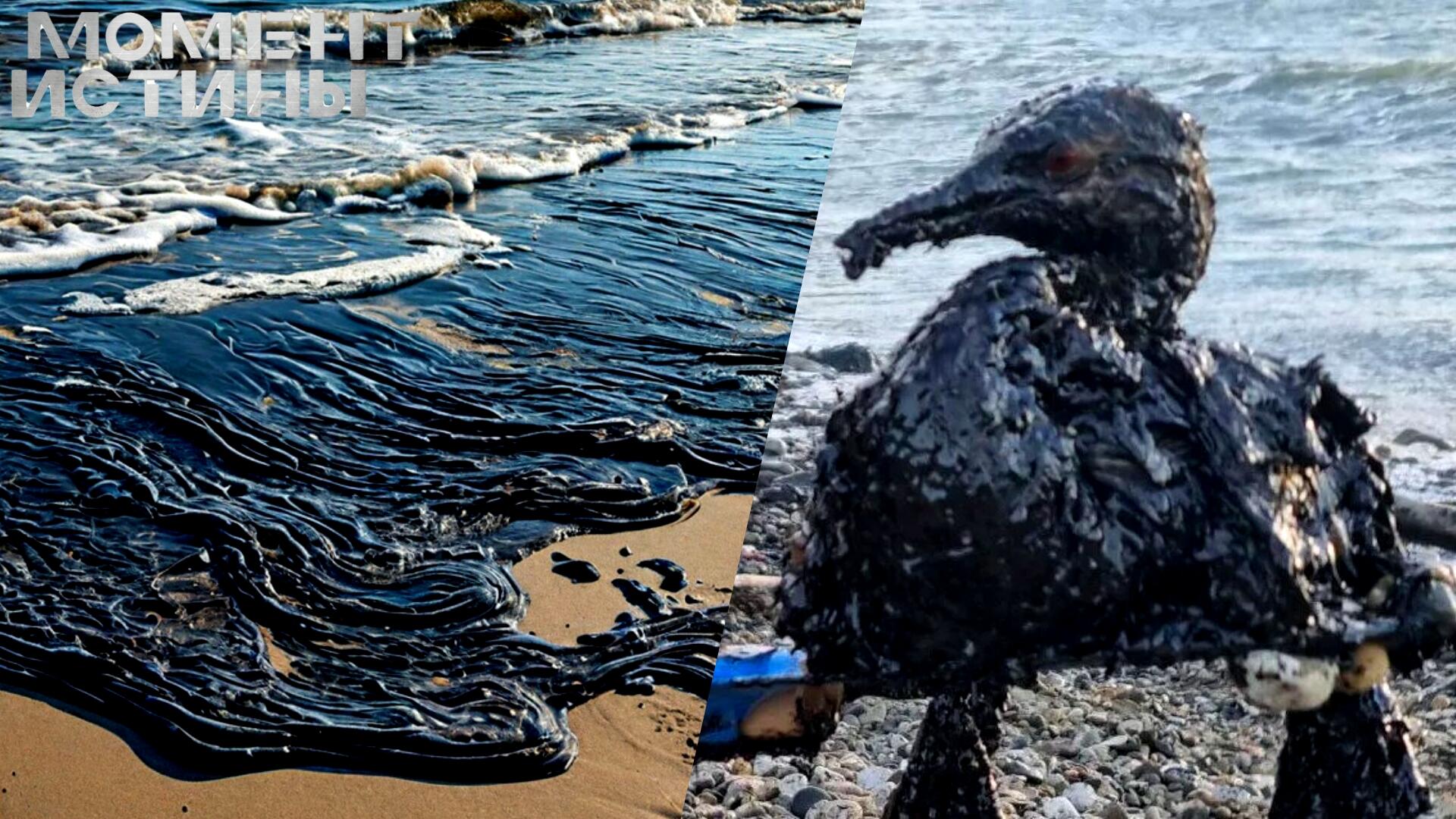 Цена катастрофы: Кто и сколько заплатит за загрязнение Черного моря после крушения танкеров?