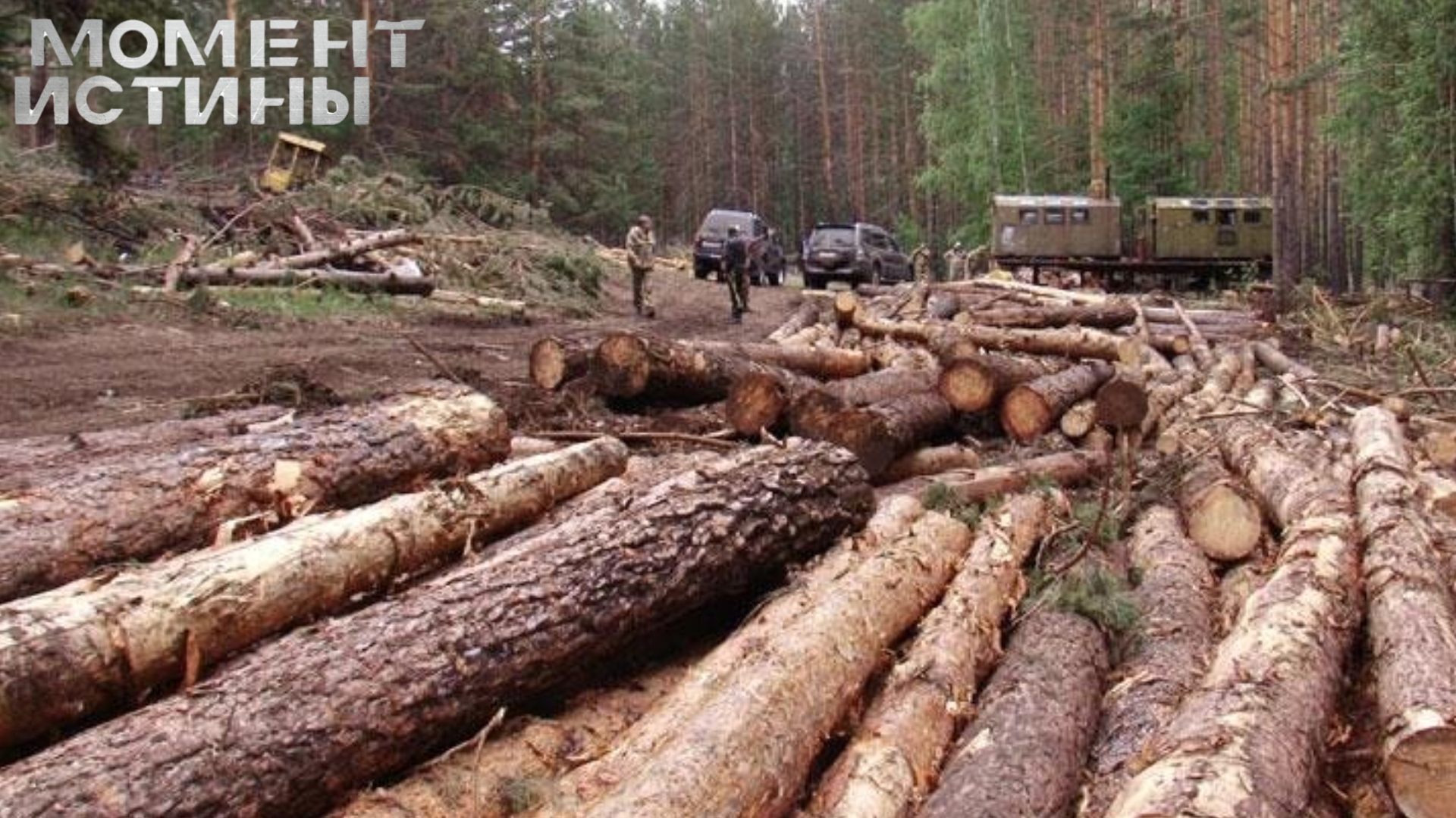 Лесной беспредел в Красноярском крае: группа вырубила деревья на миллионы